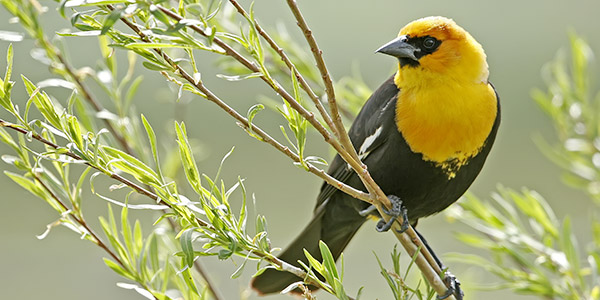 Bird