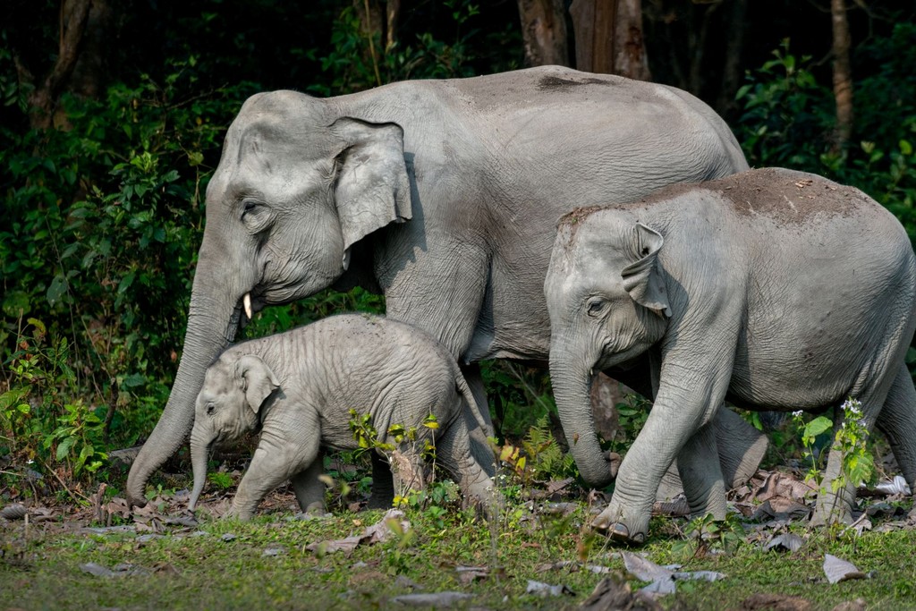 Elephant